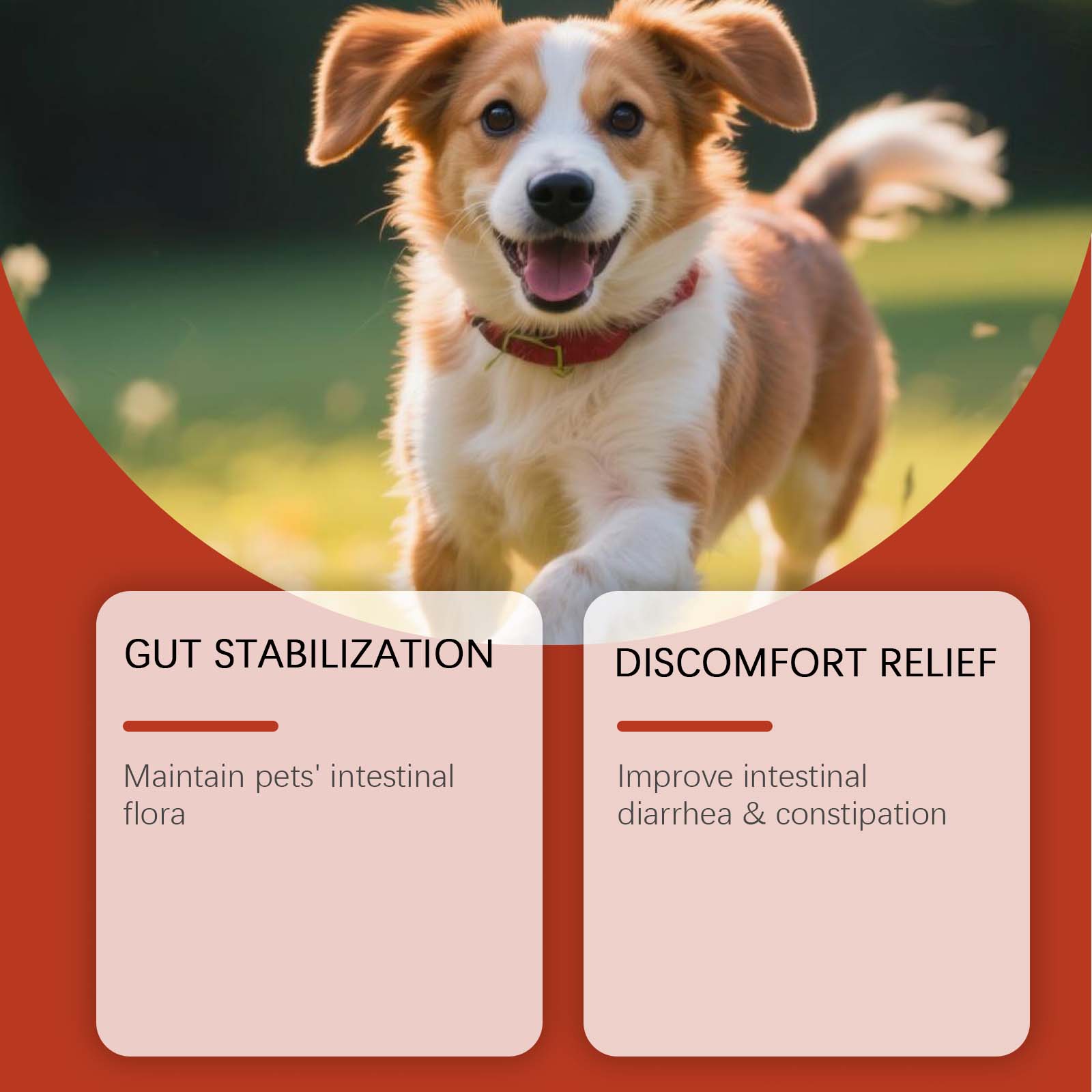 Canine Probiotic Powder Intest - Health Wellness Vitality review and price